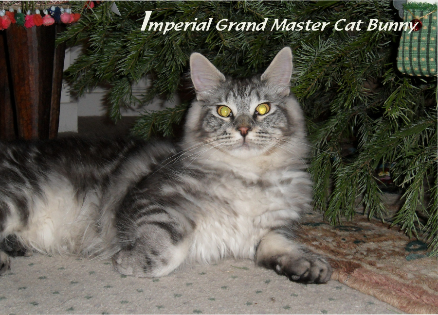 Imperial Grand Master Cat Bunny